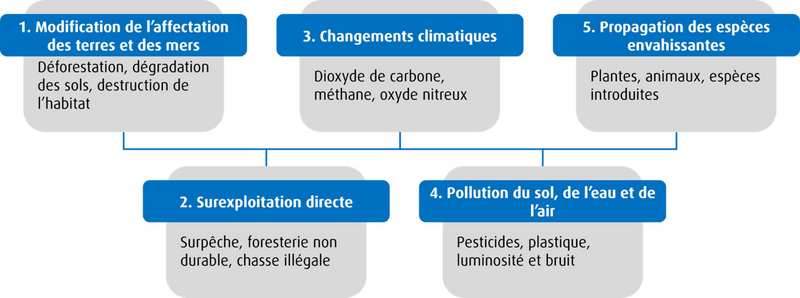 \graphique illustrant les cinq pressions majeures sur la biodiversité et leurs implications pour les investisseurs