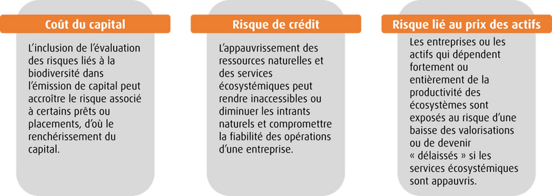 image illustrant les trois principaux risques liés à la biodiversité : risque de crédit, coût du capital et prix des actifs.