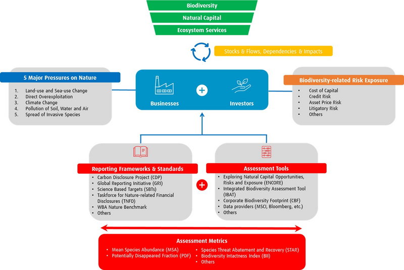 chart illustrating the relationships between investors, businesses, and bio diversity