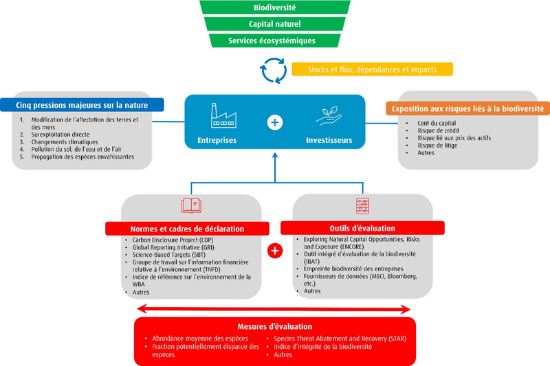 graphique illustrant les relations entre investisseurs, entreprises et biodiversité