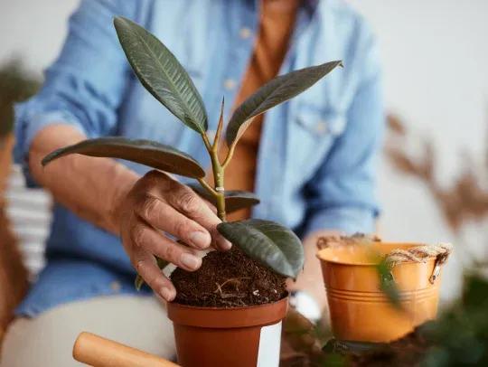 potting a plant