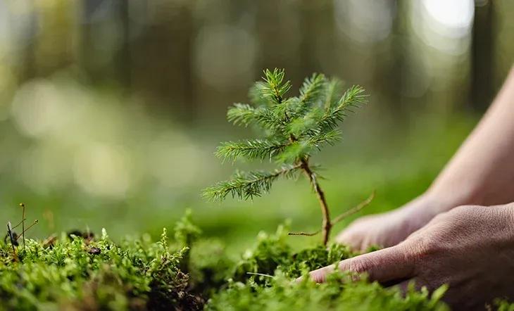 Individual planting a pine tree sapling