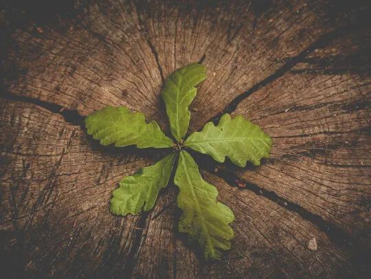 leaf on log